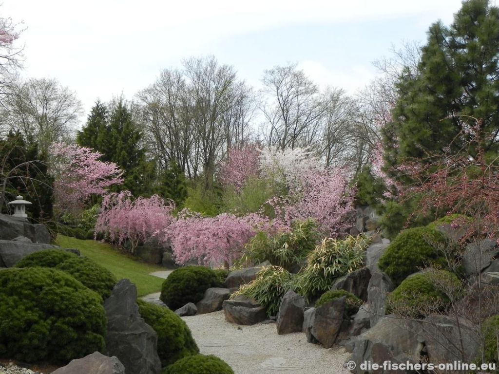 Kirschblüte im Japanischen Garten
