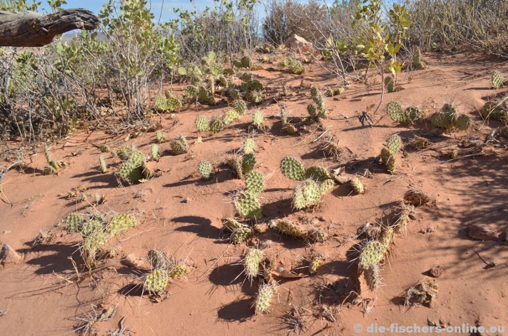 Arches Nationalpark
Durch das Wüstenklima gedeihen Kakteen (hier Opuntien) auf dem lockeren, sandartigen Boden ausgezeichnet.
