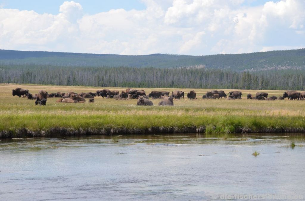 Yellowstone: Bisonherde
Der amerikanische Bison (oder einfach nur Büffel) findet im Nationalpark sehr gute Lebensbedingungen vor. Da diese Tiere tagaktiv sind, bestehen gute Chancen, eine Herde zu beobachten.
