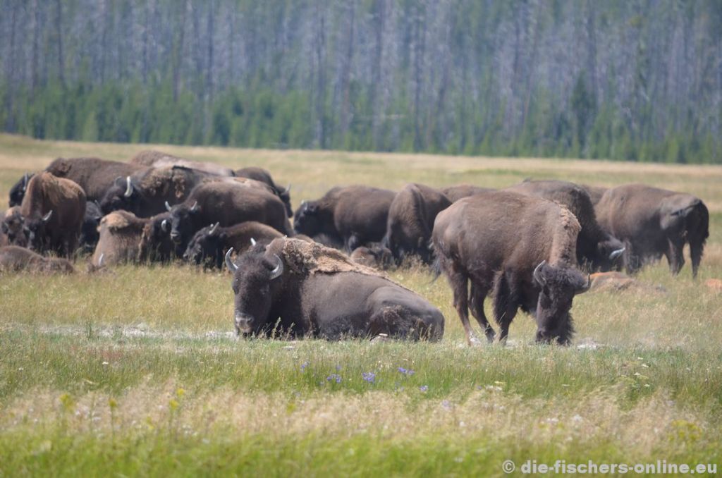 Yellowstone: Bisonherde
Der Bestand im Park wird auf bis zu 5.000 Tiere geschätzt. Es ist sehr beeindruckend, mit welcher Ruhe und Gelassenheit diese Tiere durch die Prärie streifen.
