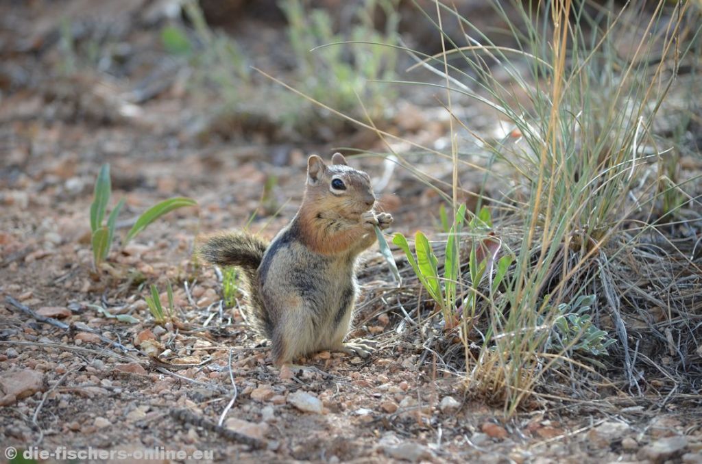 Bryce Canyon: Goldmantelziesel
Die kleinen Nager sind im Bryce Canyon häufig anzutreffen. Die Tiere sind den Menschen gewohnt und laden zur Beobachtung ein...
