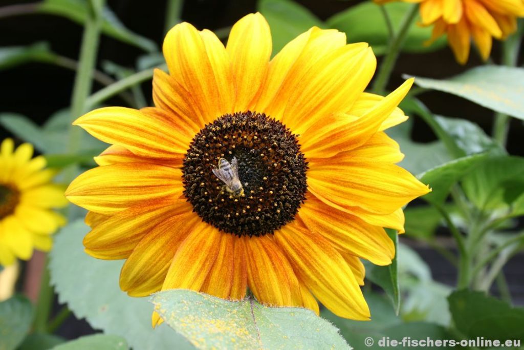 Sonnenblume mit Biene
