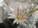 Mammillaria_candida_DSCN3336.jpg