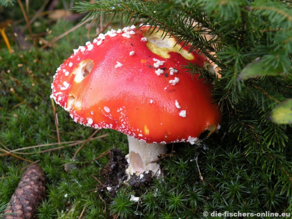 Fliegenpilz
Pilze findet man sehr oft in den WÃ¤ldern der SÃ¤chsischen Schweiz.
