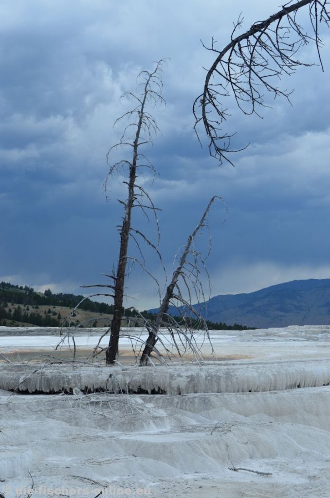 Yellowstone: Sinterterrassen Mammoth Hot Springs
An den heißen Quellen tritt Wasser mit einer sehr hohen Konzentration an Kalk und Mineralien aus. Dieses Wasser läuft die Terrassen hinab und lagert dabei Kalk und Mineralien ab. Als Ergebnis ist die gesamte Umgebung weiß gefärbt.
