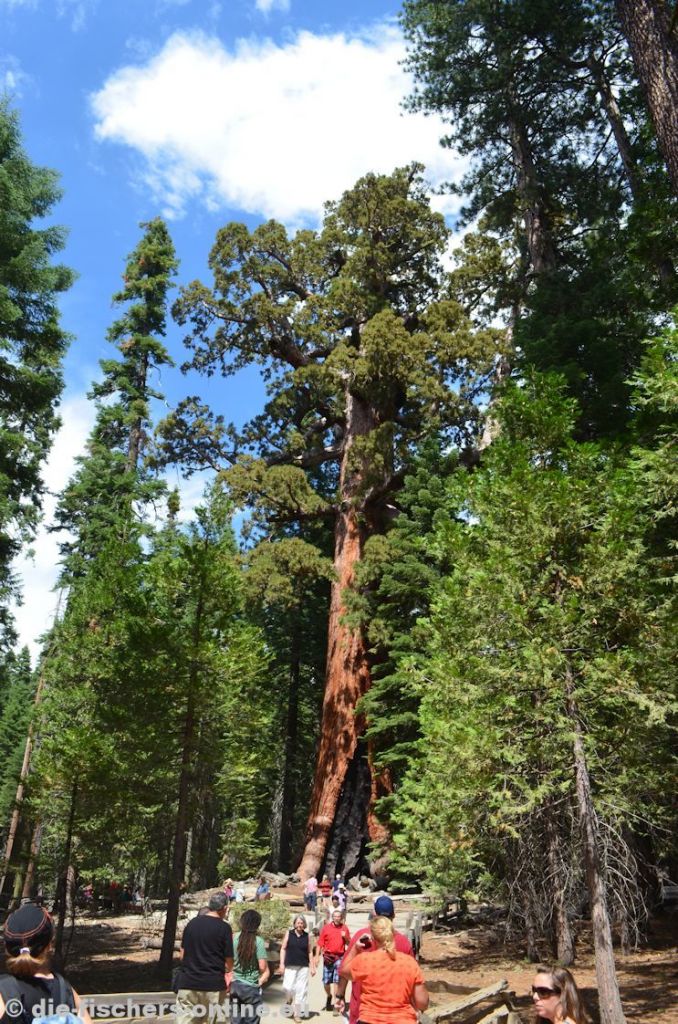 Yosemite: Grizzly Giant
Dieser Riese hat es in sich: Mit einer Höhe von 65 Metern, einem Umfang von 30 Metern bringt er es auf das stolze Alter von 2.700 Jahren!
