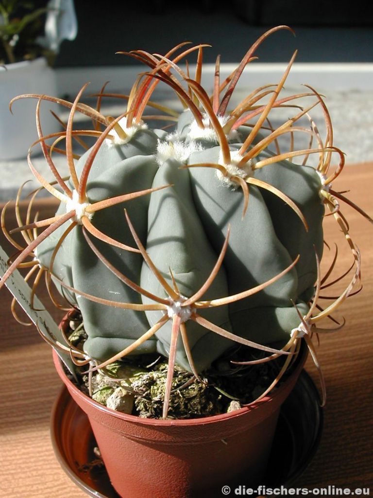 Ferocactus latispinus
