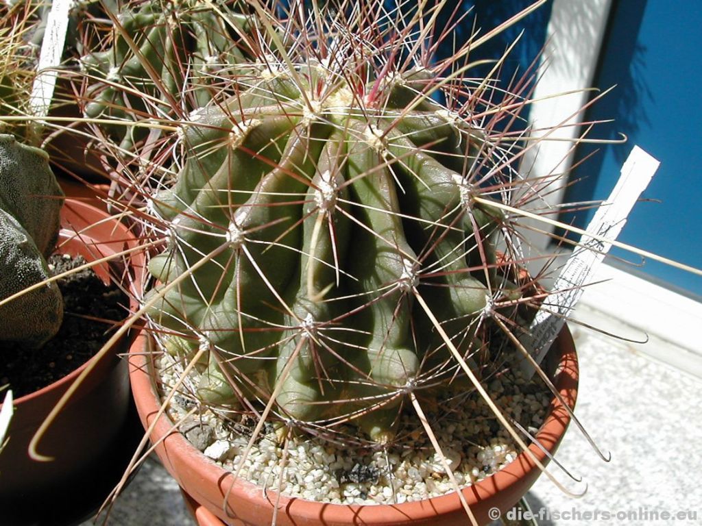Hamatocactus hamamatacanthus
