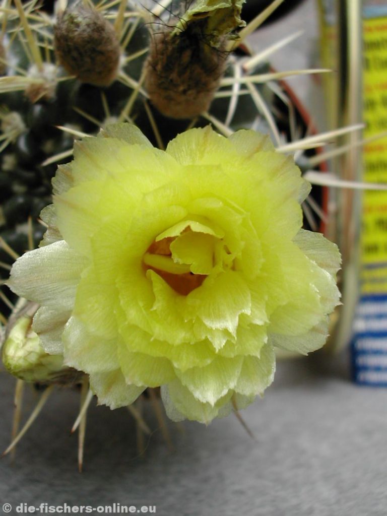 Notocactus mammulosus

