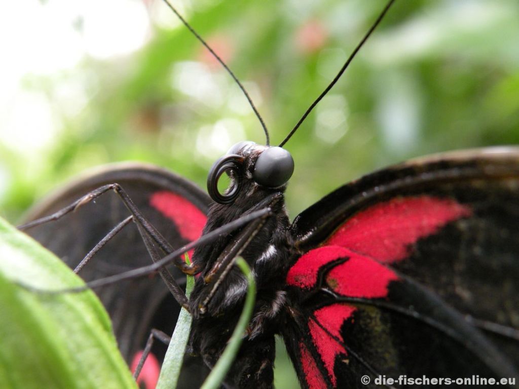 Scharlachroter Schwalbenschwanz
(Papilio rumanzovia)
