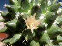 Mammillaria_saxicola_DSCN0047.jpg